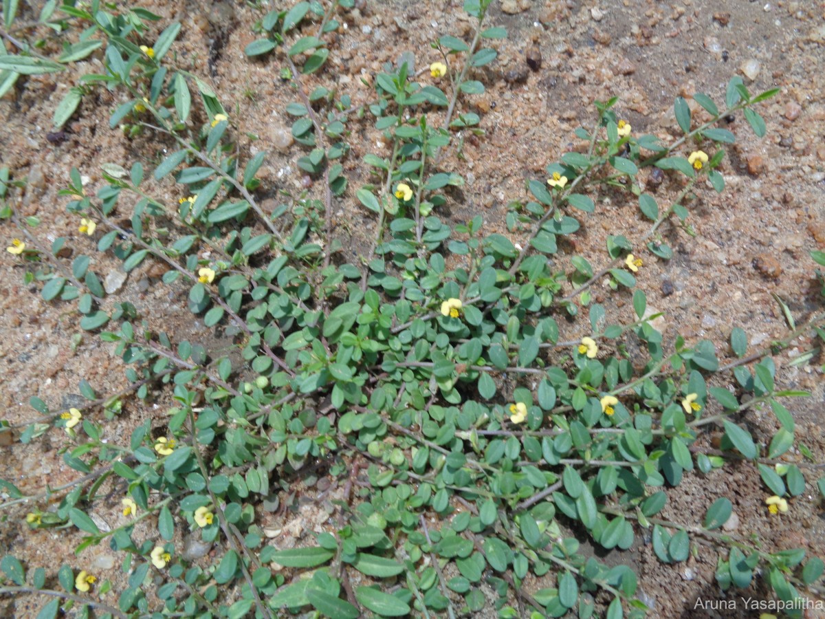 Polygala chinensis L.